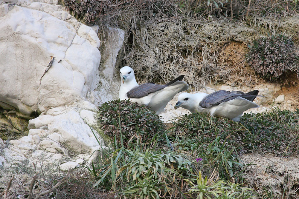 fulmar_0702093307.jpg