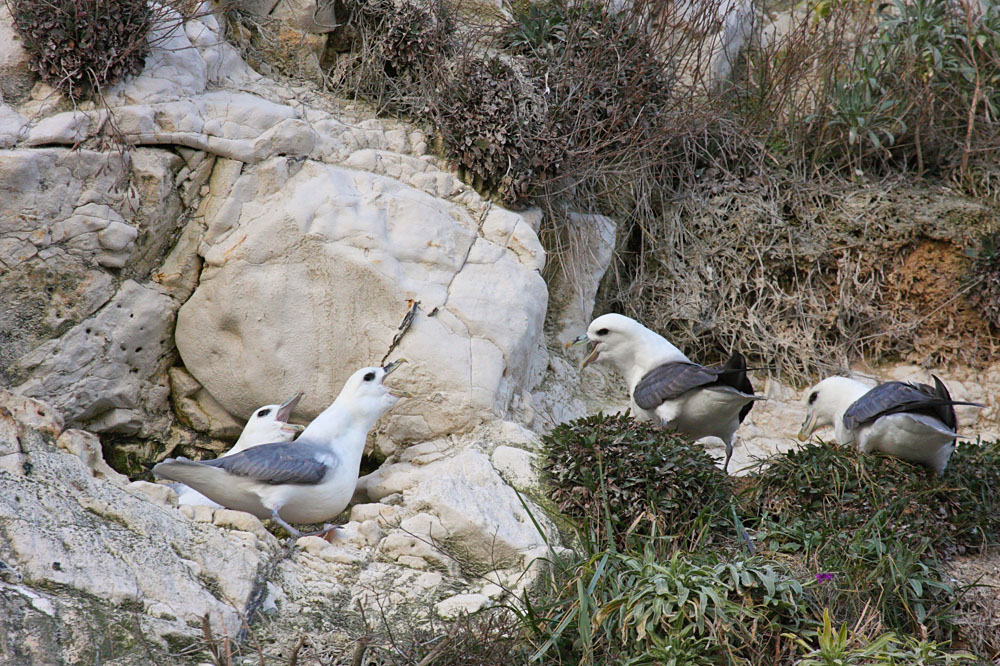 fulmar_0702093318.jpg