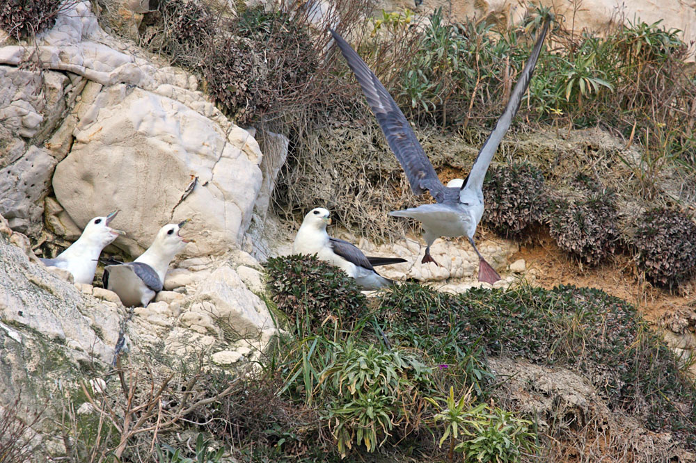 fulmar_0702093328.jpg