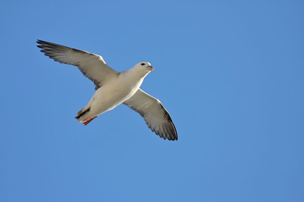 fulmar_0702093448.jpg