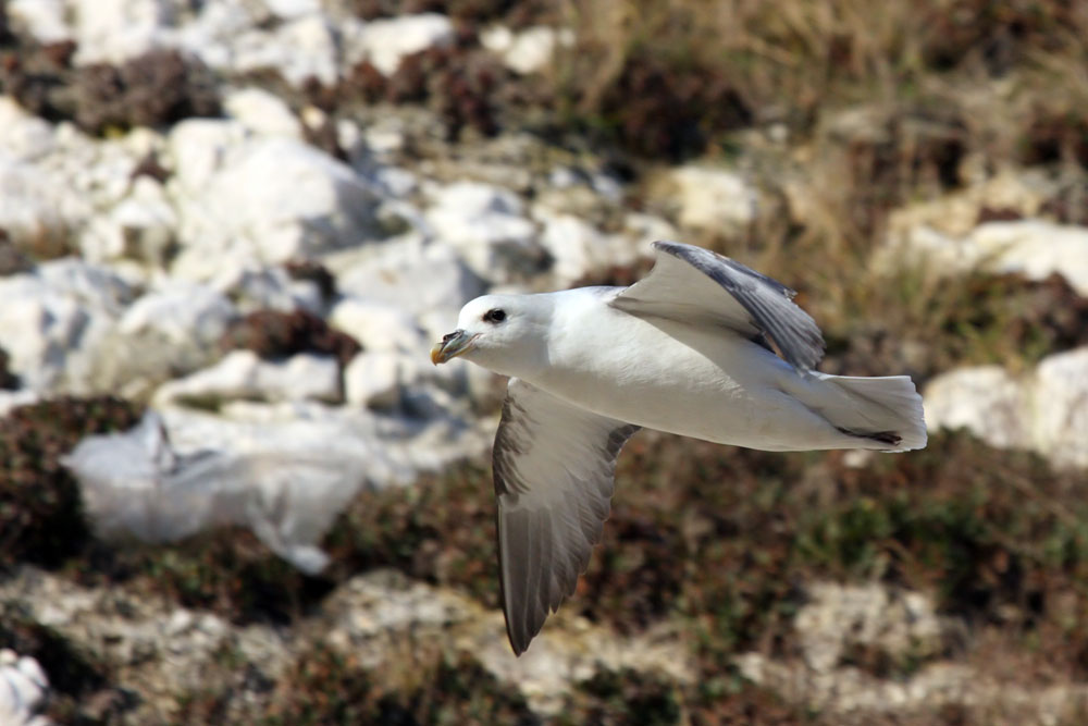fulmar_0702093474.jpg