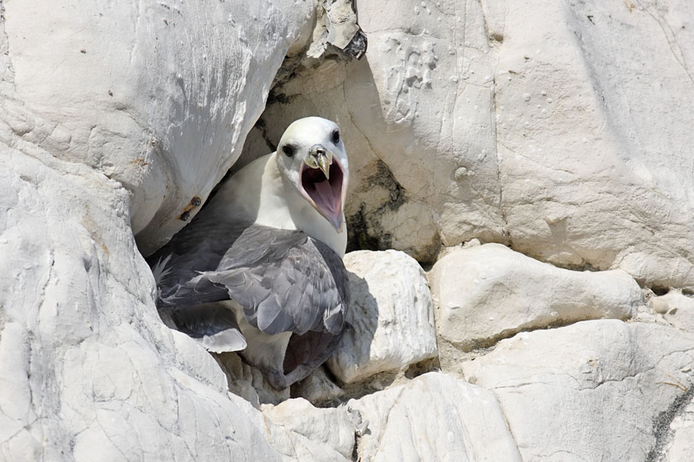 fulmar_1304095321.jpg
