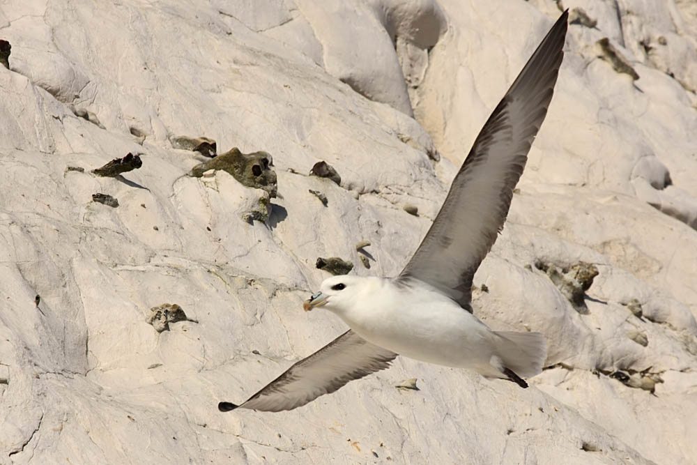 fulmar_1801090075.jpg