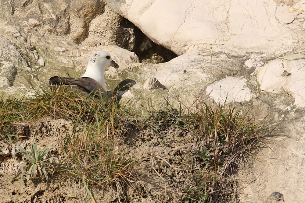 fulmar_1801090120.jpg