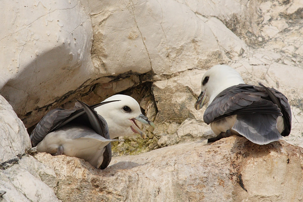 fulmar_2401090684.jpg