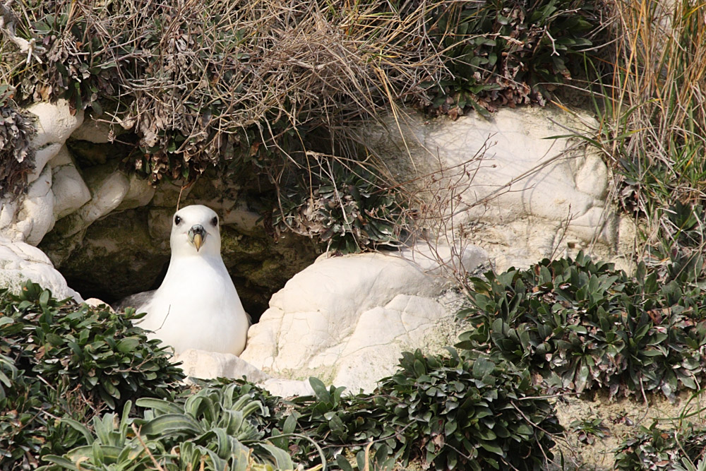fulmar_2401090696.jpg