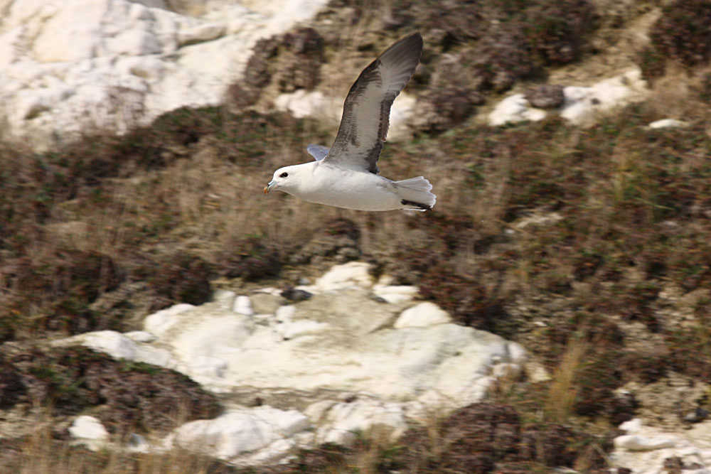 fulmar_2401090745.jpg