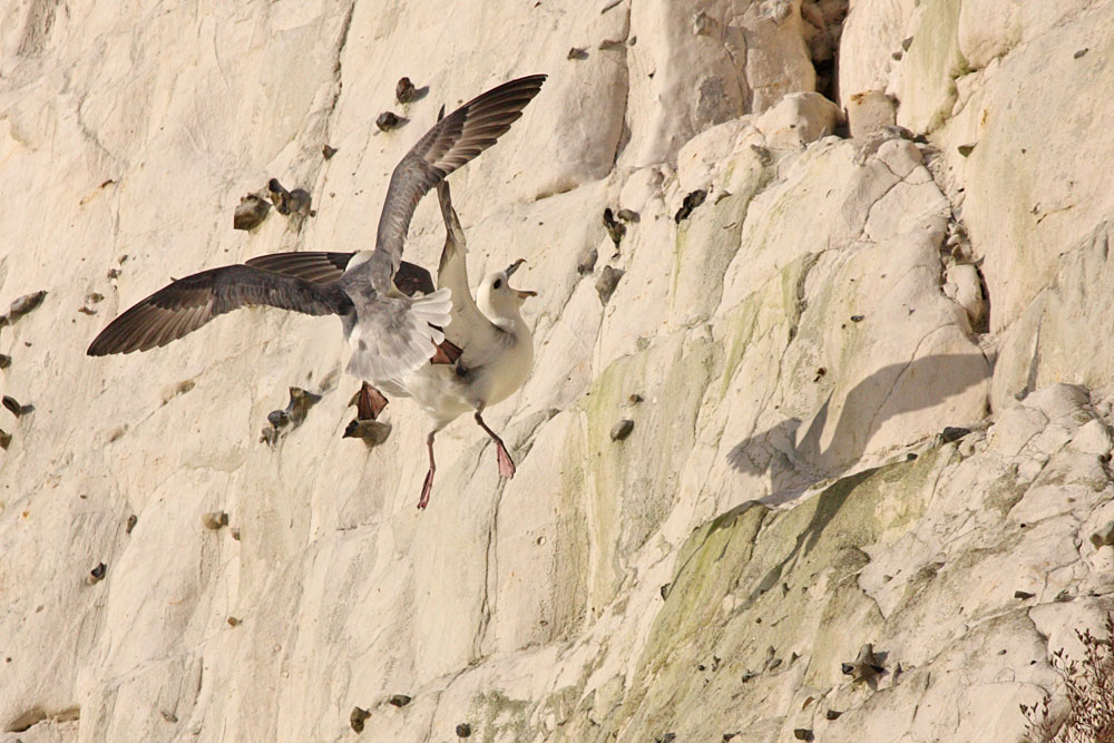 fulmar_2401090809.jpg