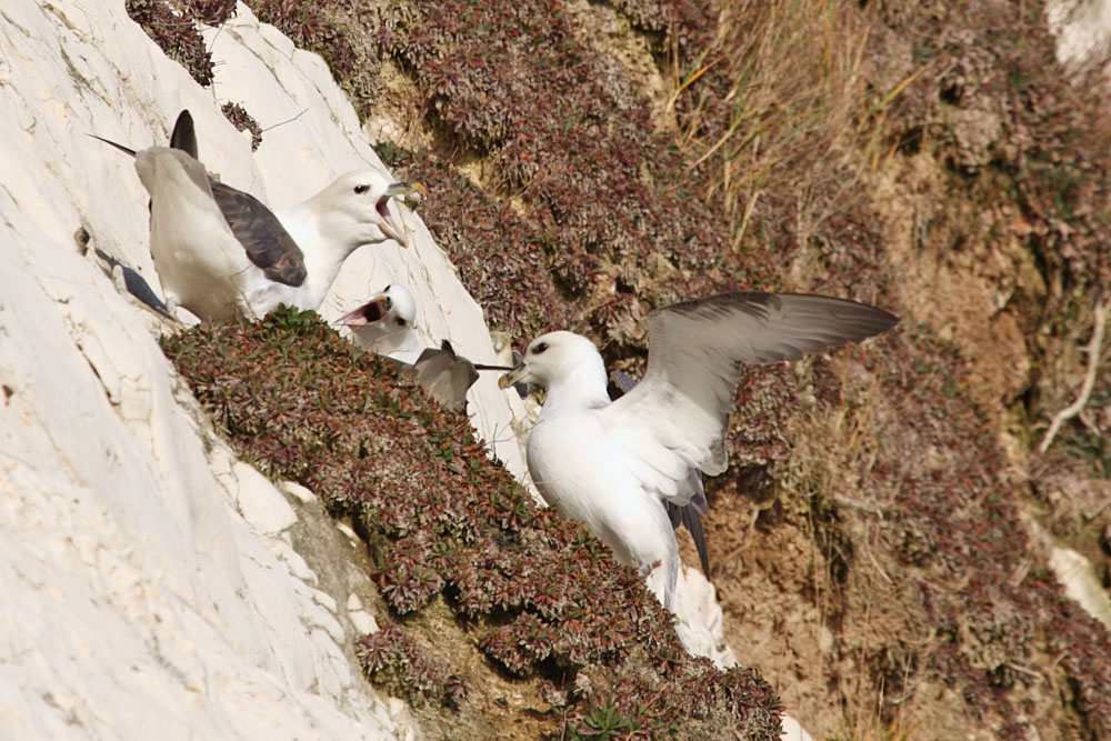 fulmar_2401090852.jpg