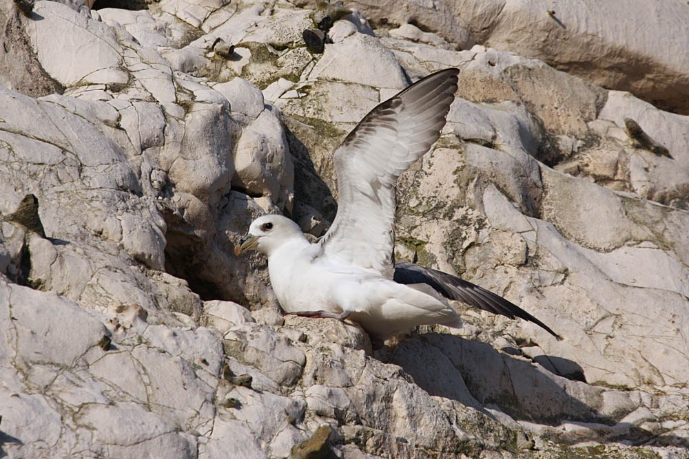 fulmar_2401090966.jpg