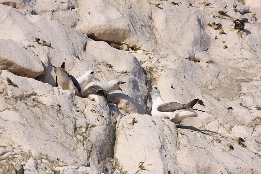 fulmar_2401091019.jpg