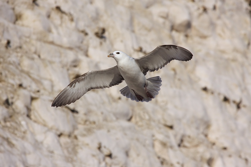 fulmar_2401091030.jpg