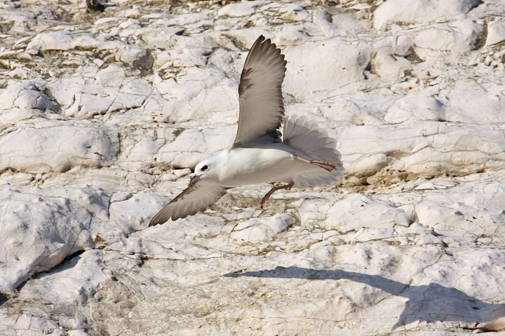fulmar_2401091032.jpg