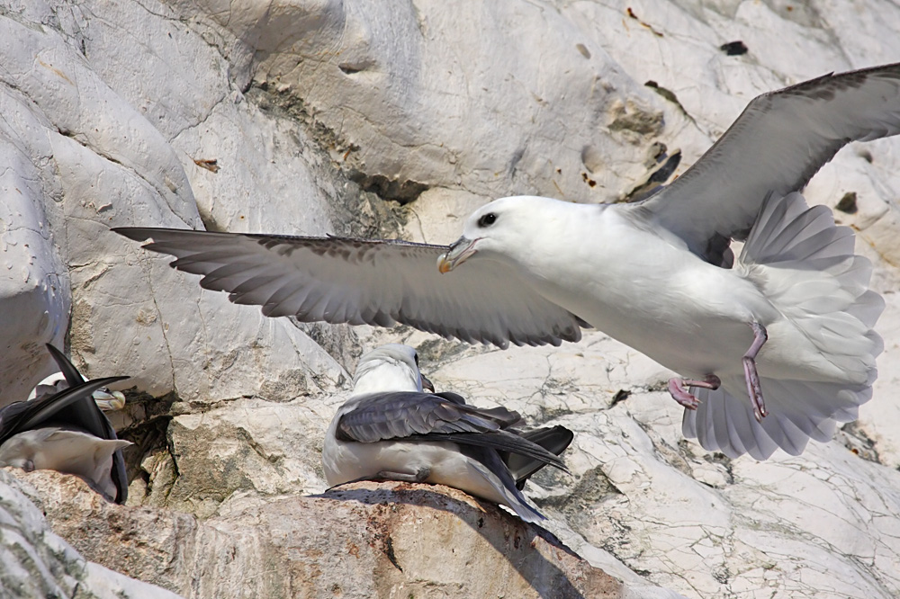 fulmar_2401091077.jpg