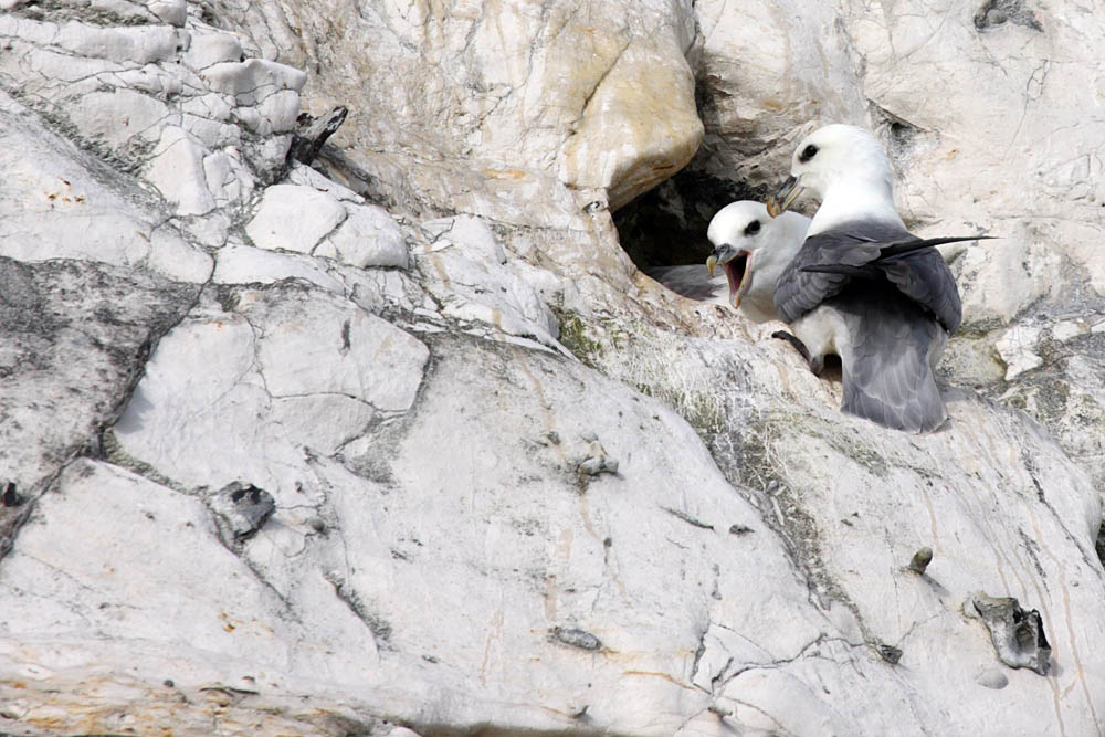 fulmar_2802096723.jpg
