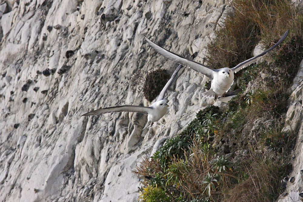 fulmar_2802096763.jpg