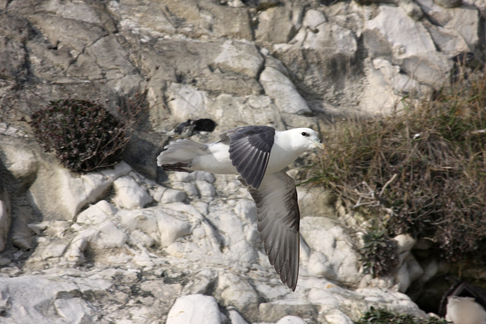 fulmar_2802096862.jpg