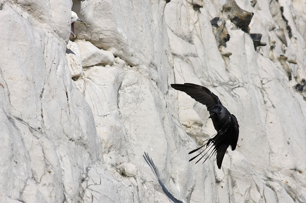 fulmar_jackdaw_1304095302.jpg