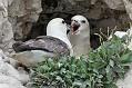 fulmar_0305091134