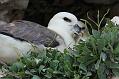 fulmar_0305091166