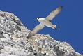 fulmar_0404092936
