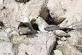 fulmar_0702093170