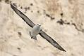fulmar_0702093259