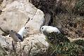 fulmar_0702093364