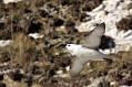 fulmar_0702093458