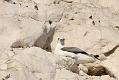 fulmar_1801090074