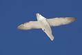 fulmar_1801090084