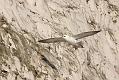 fulmar_1801090090