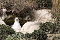 fulmar_2401090696