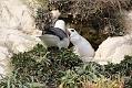 fulmar_2401090704