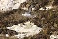 fulmar_2401090745