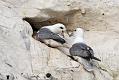 fulmar_2401090768
