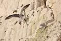 fulmar_2401090809