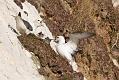 fulmar_2401090852