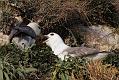 fulmar_2401090910