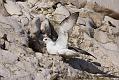 fulmar_2401090966