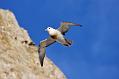 fulmar_2401090994
