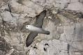 fulmar_2802096868