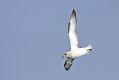 fulmar_2802096904