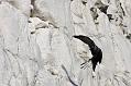 fulmar_jackdaw_1304095302
