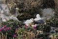 fulmars_2203091111