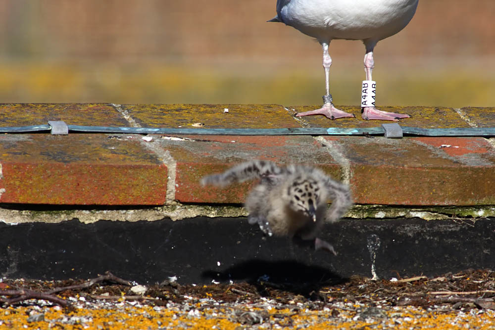 gull_chick_0206096037.jpg