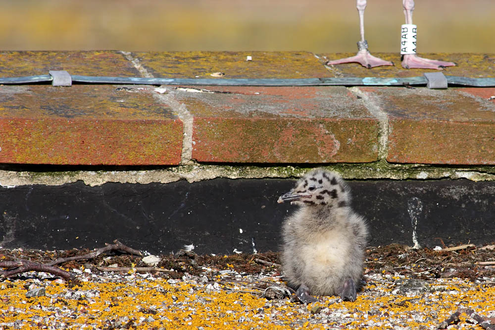 gull_chick_0206096045.jpg