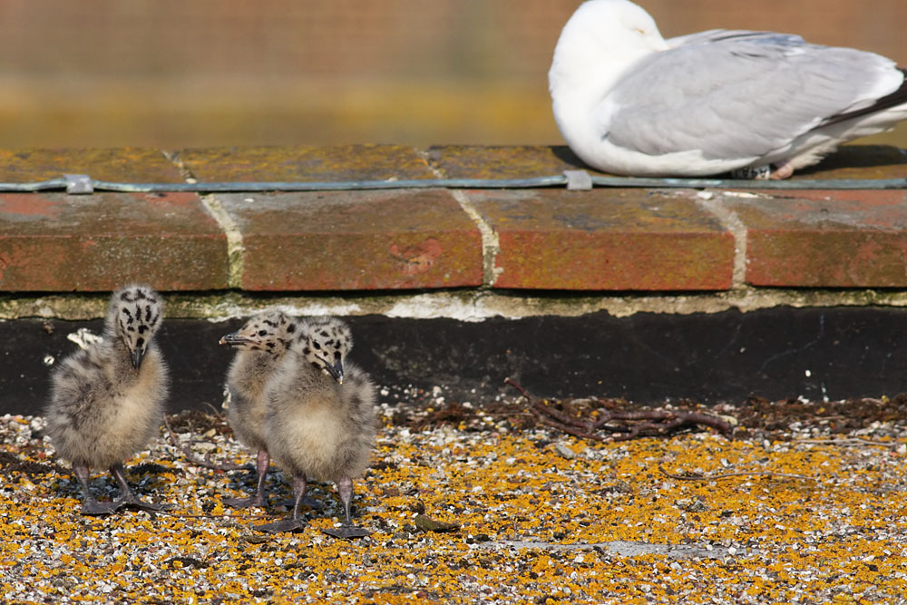 gull_chick_0306096158.jpg