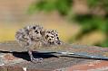 Herring Gull chicks