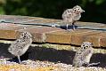 gull_chick_0206096018